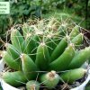 Mammillaria _longimamma _03